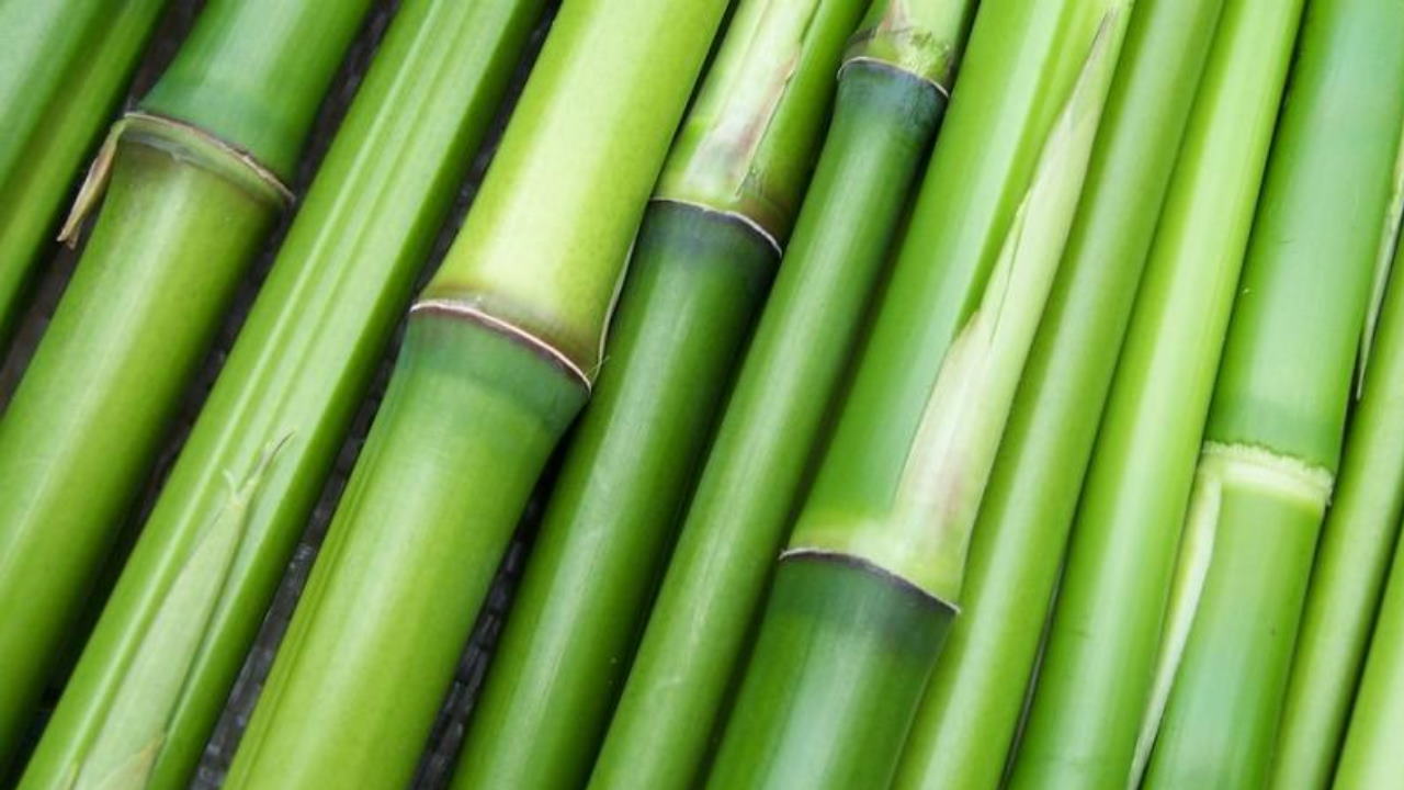 کاربرد سلولز در صنایع