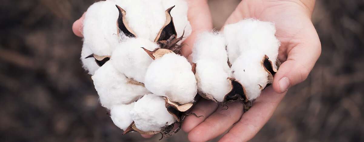 حقایق و کاربردهای سلولز